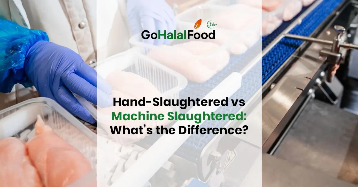 Halal meat processing line showing hand slaughtered and machine slaughtered poultry to explain halal slaughter differences